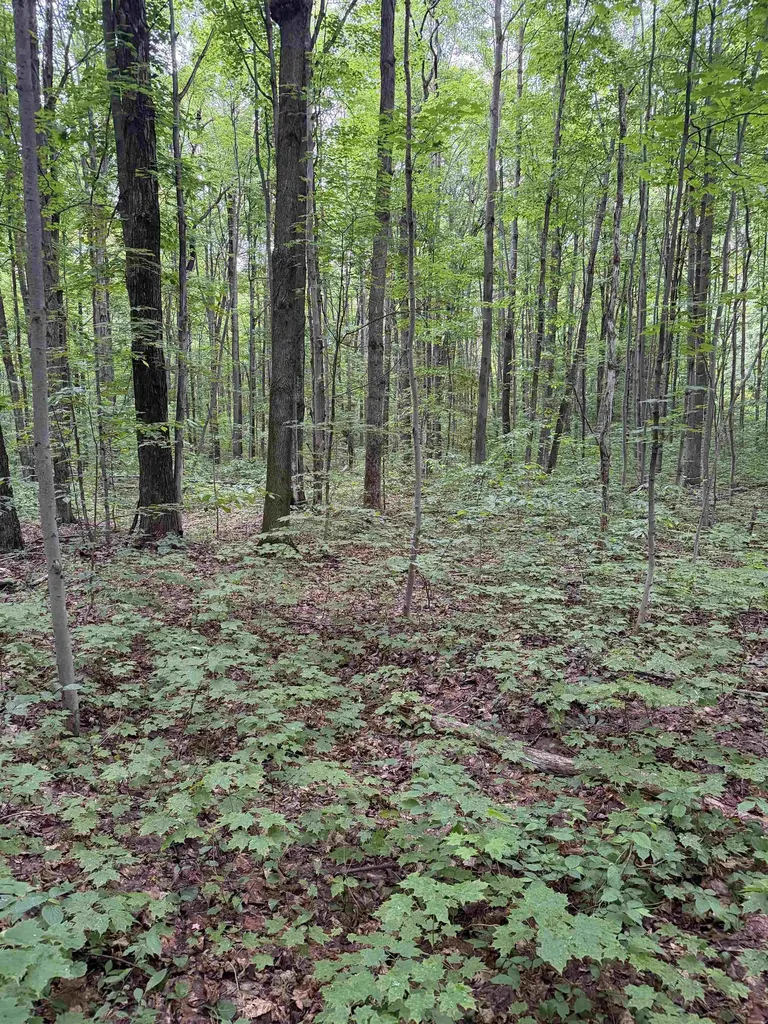 Parcel B Mancelona Road Mancelona Township MI 49659