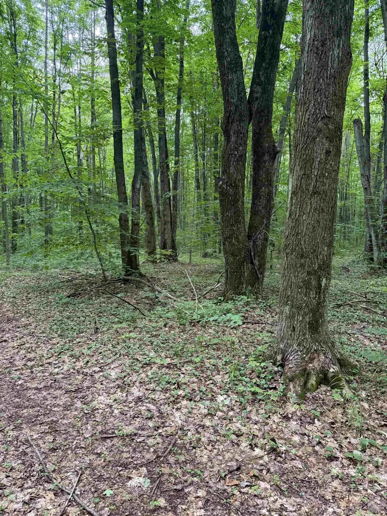 Parcel B Mancelona Road Mancelona Township MI 49659