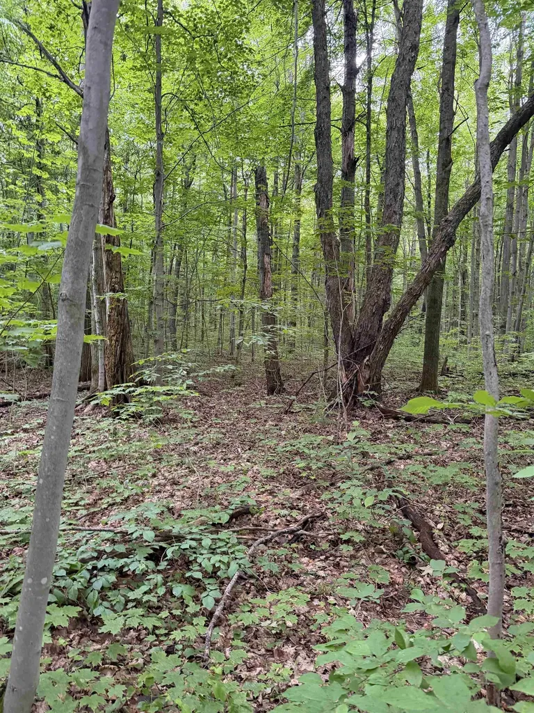 Parcel B Mancelona Road Mancelona Township MI 49659