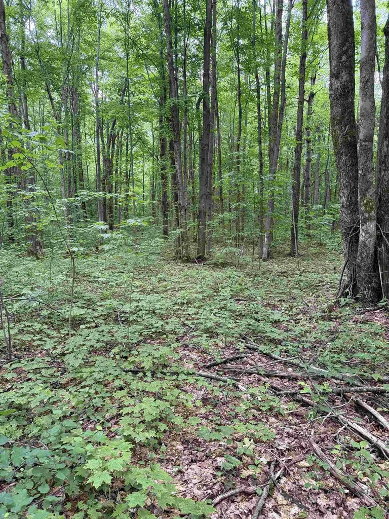 Parcel B Mancelona Road Mancelona Township MI 49659