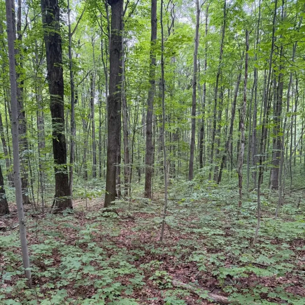 Parcel C Peterson Road Custer Township MI 49659