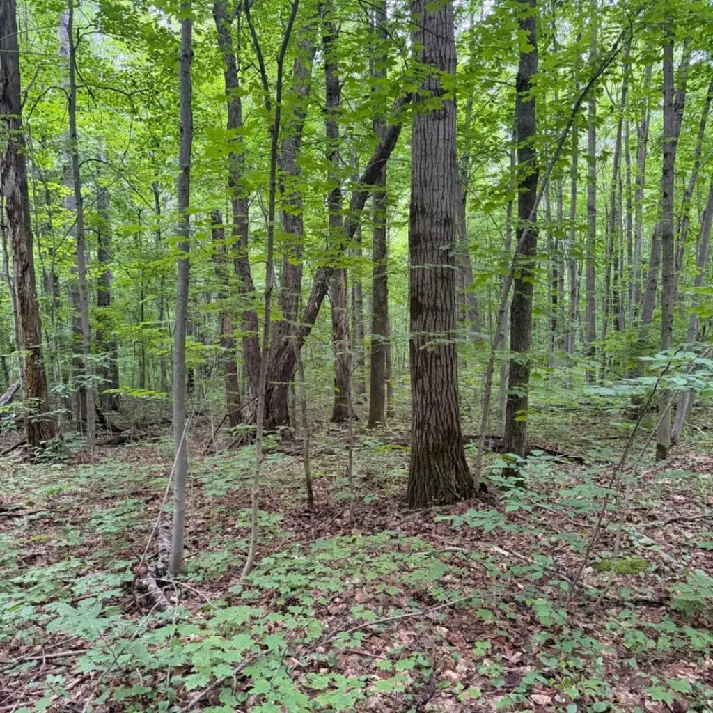 Parcel C Peterson Road Custer Township MI 49659
