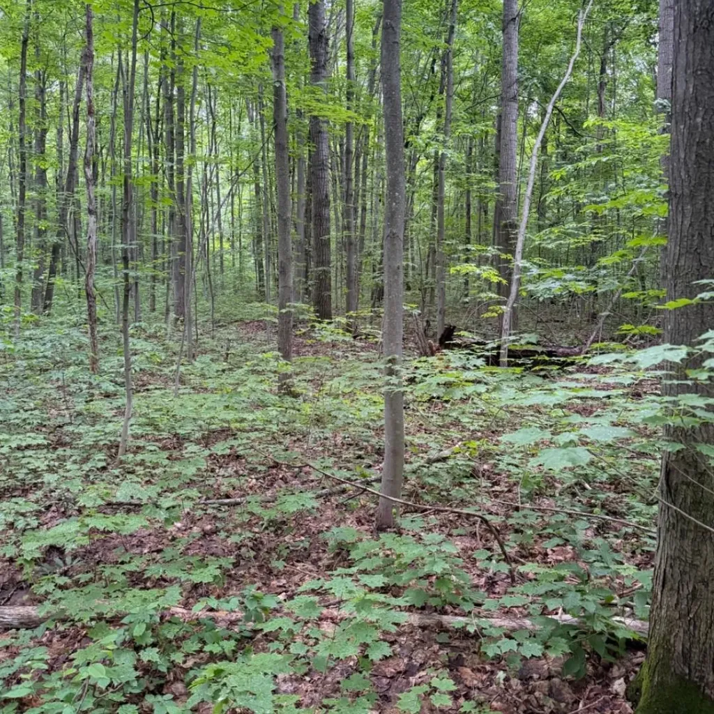 Parcel B1 Peterson Road Custer Township MI 49659