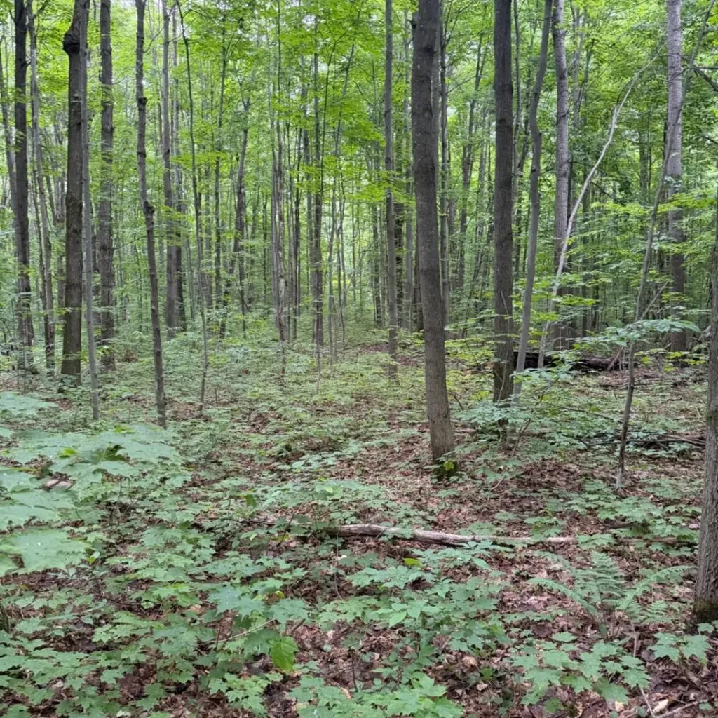 Parcel B1 Peterson Road Custer Township MI 49659