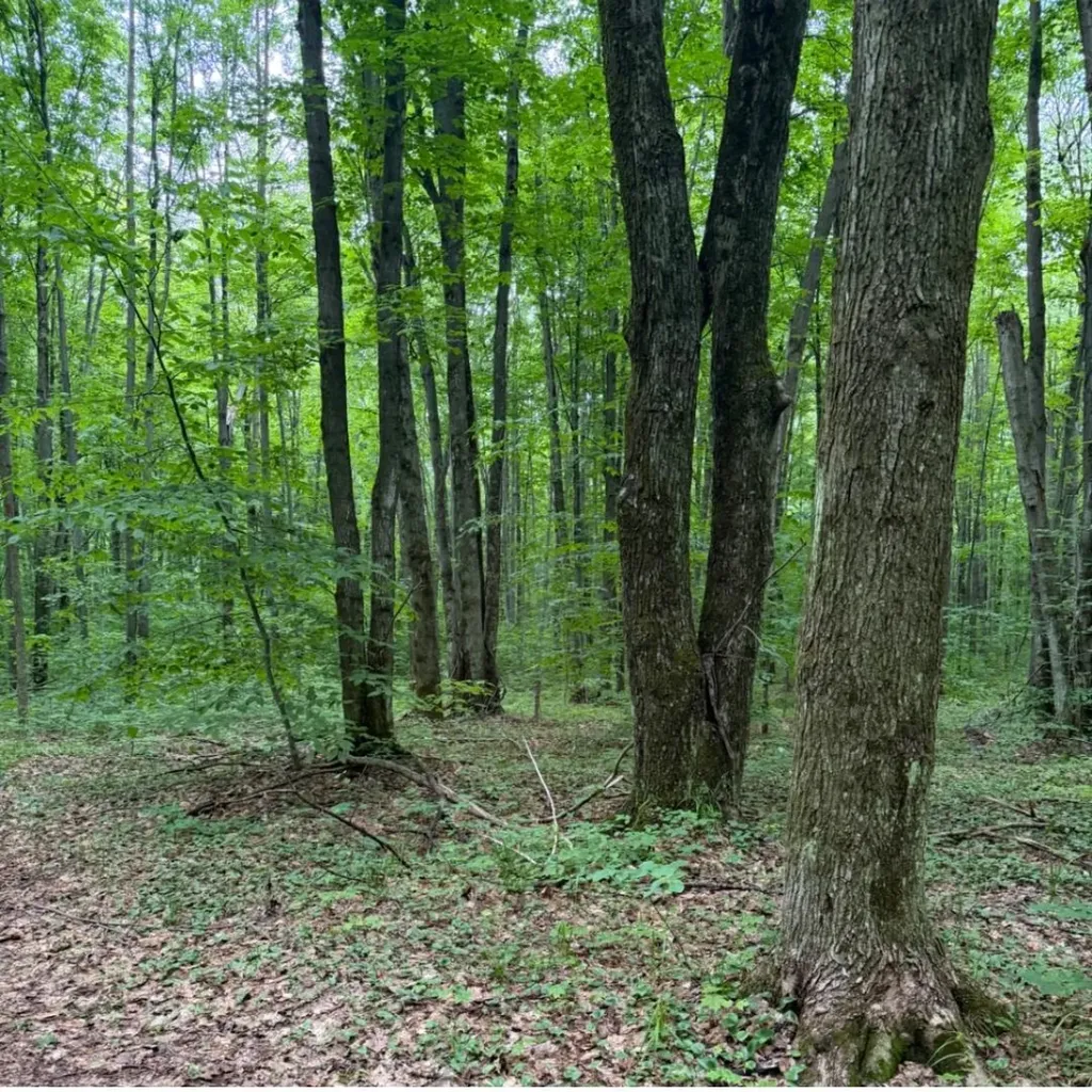 Parcel B2 Johnson Road Custer Township MI 49659