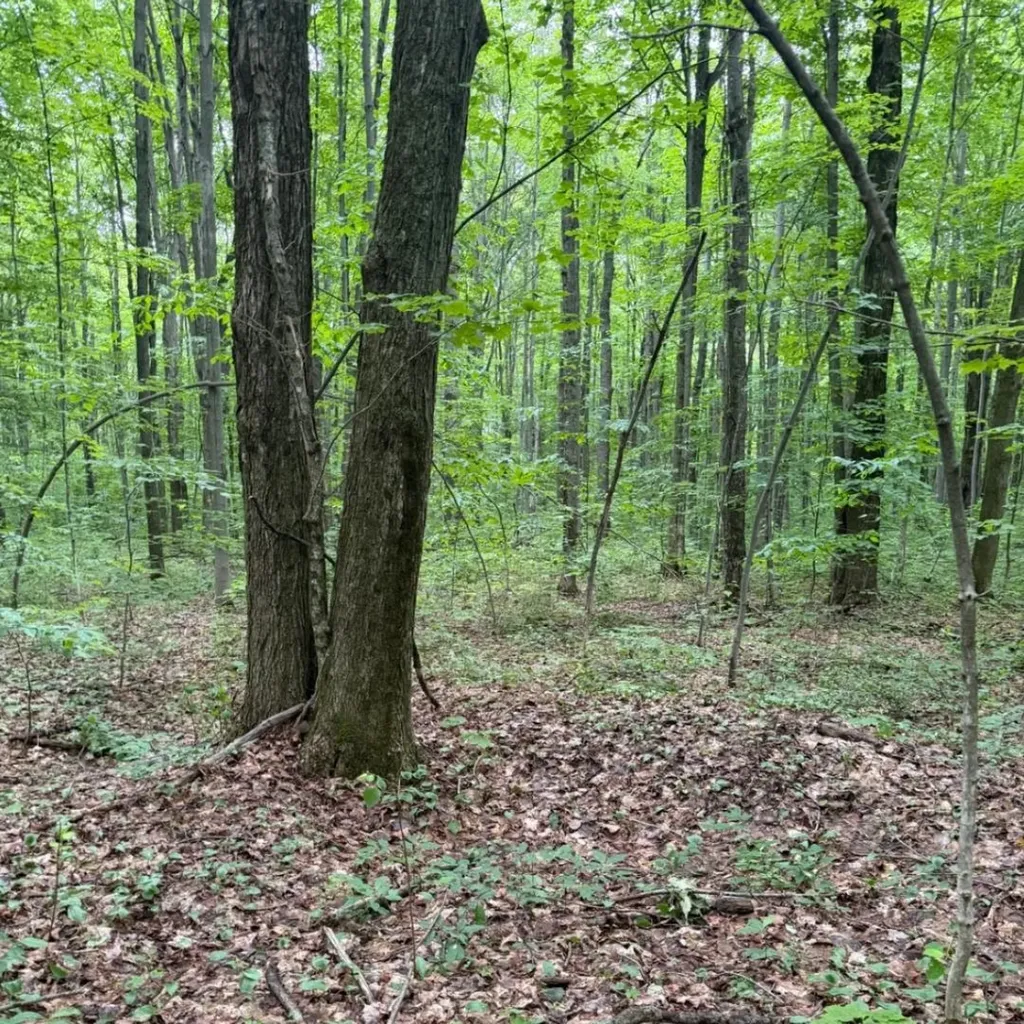 Parcel B2 Johnson Road Custer Township MI 49659