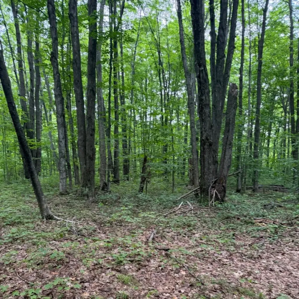 Parcel D Peterson Road Custer Township MI 49659