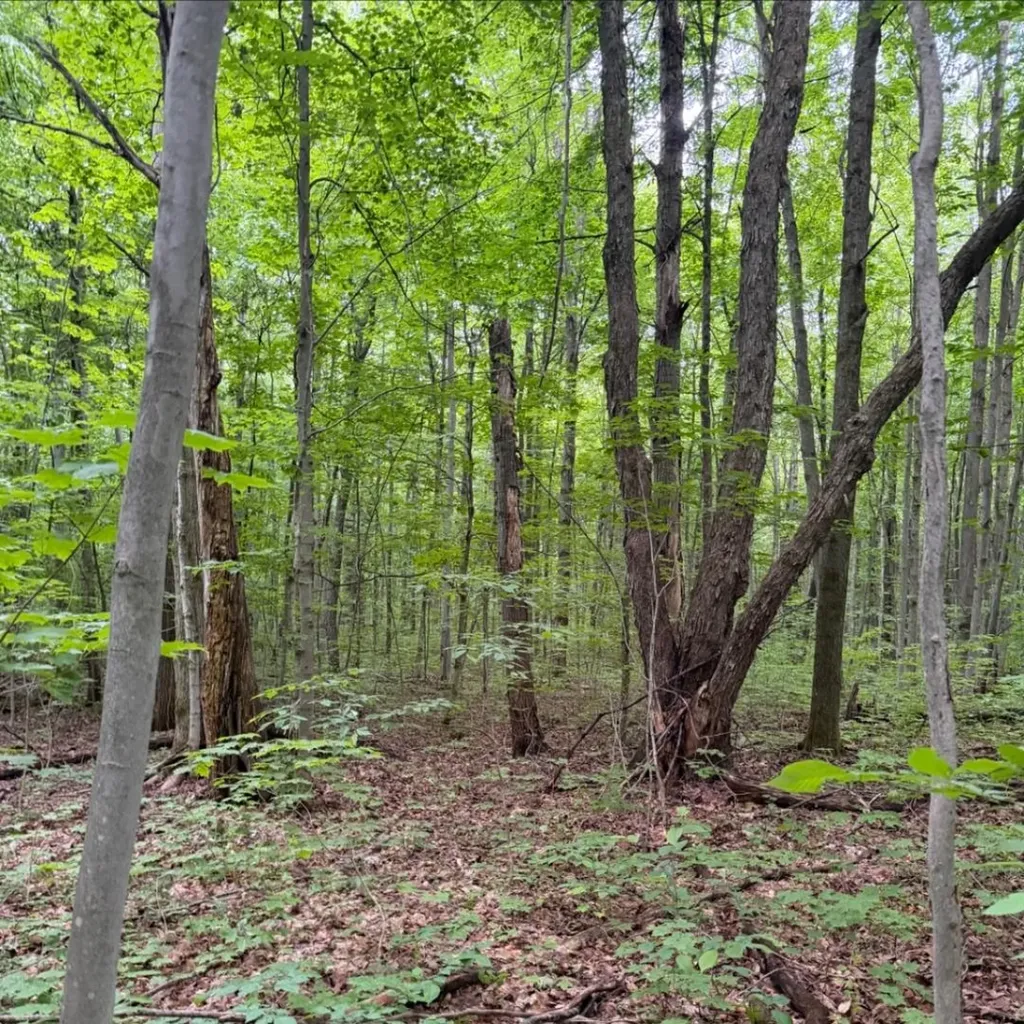 Parcel D Peterson Road Custer Township MI 49659