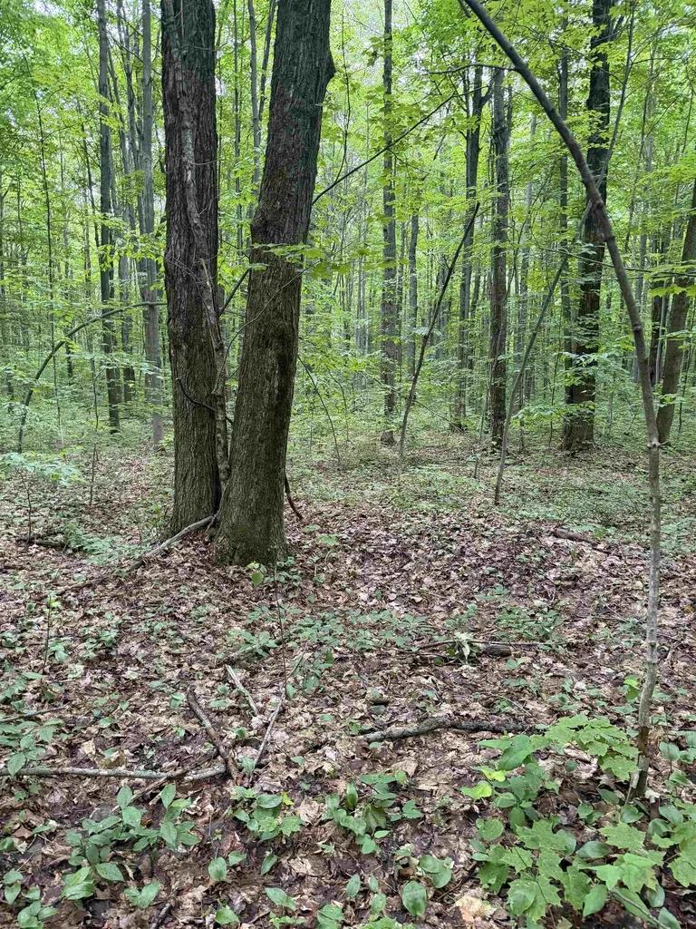 Parcel A Mancelona Road Mancelona Township MI 49659