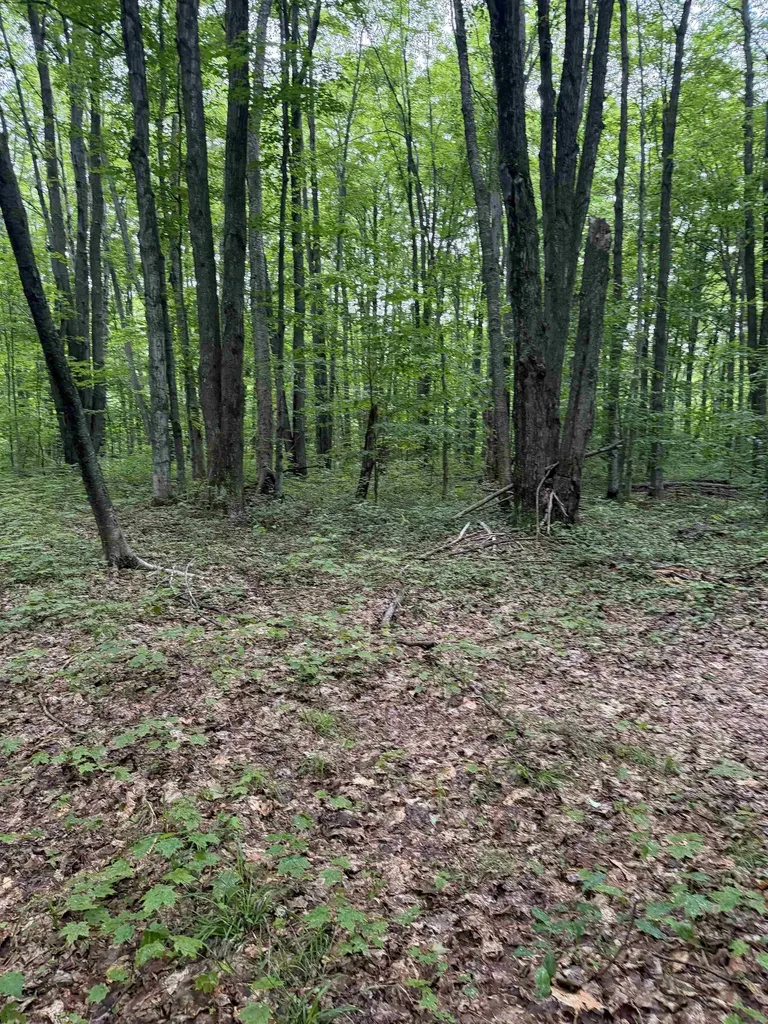 Parcel A Mancelona Road Mancelona Township MI 49659