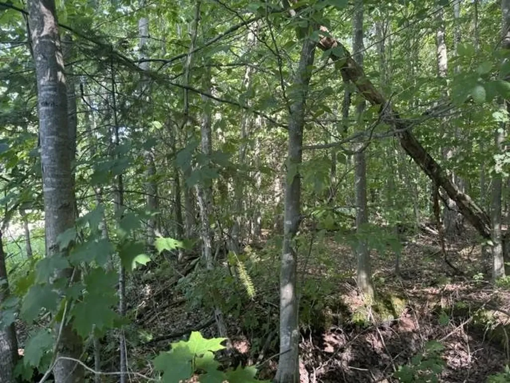 V/l Phelps Road Norwich Township MI 49651