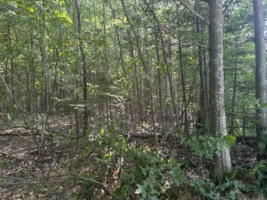 V/l Phelps Road Norwich Township MI 49651