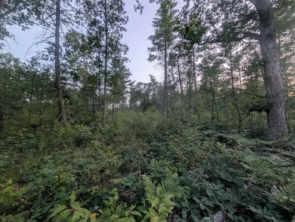 30 Acres W 48 1/2 Road South Branch Township MI 49689