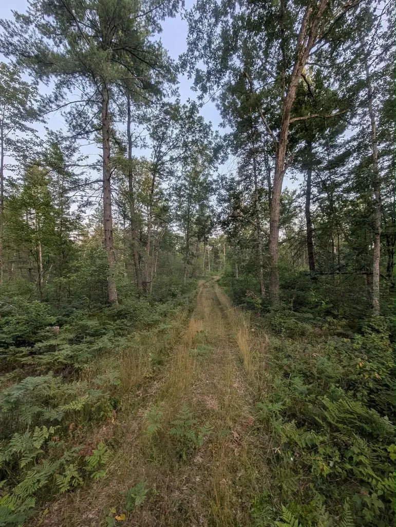 30 Acres W 48 1/2 Road South Branch Township MI 49689