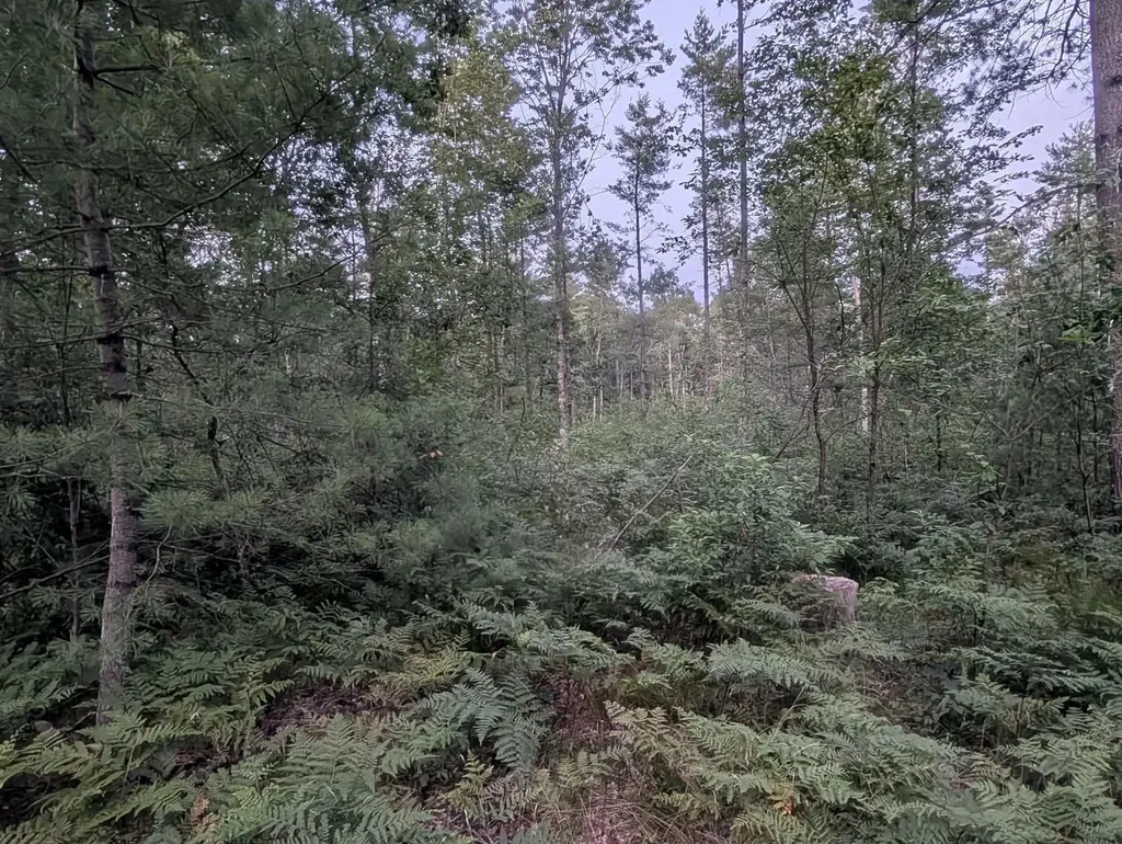 30 Acres W 48 1/2 Road South Branch Township MI 49689