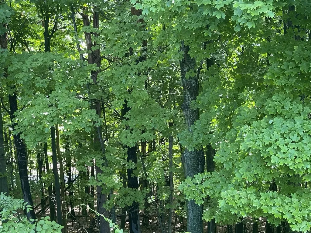 11446 Barnes Road Torch Lake Township MI 49648