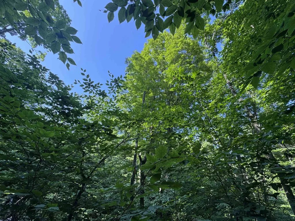 Lot #6 E Bellinger Road Kasson Township MI 49621
