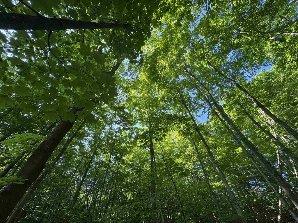 Lot #6 E Bellinger Road Kasson Township MI 49621