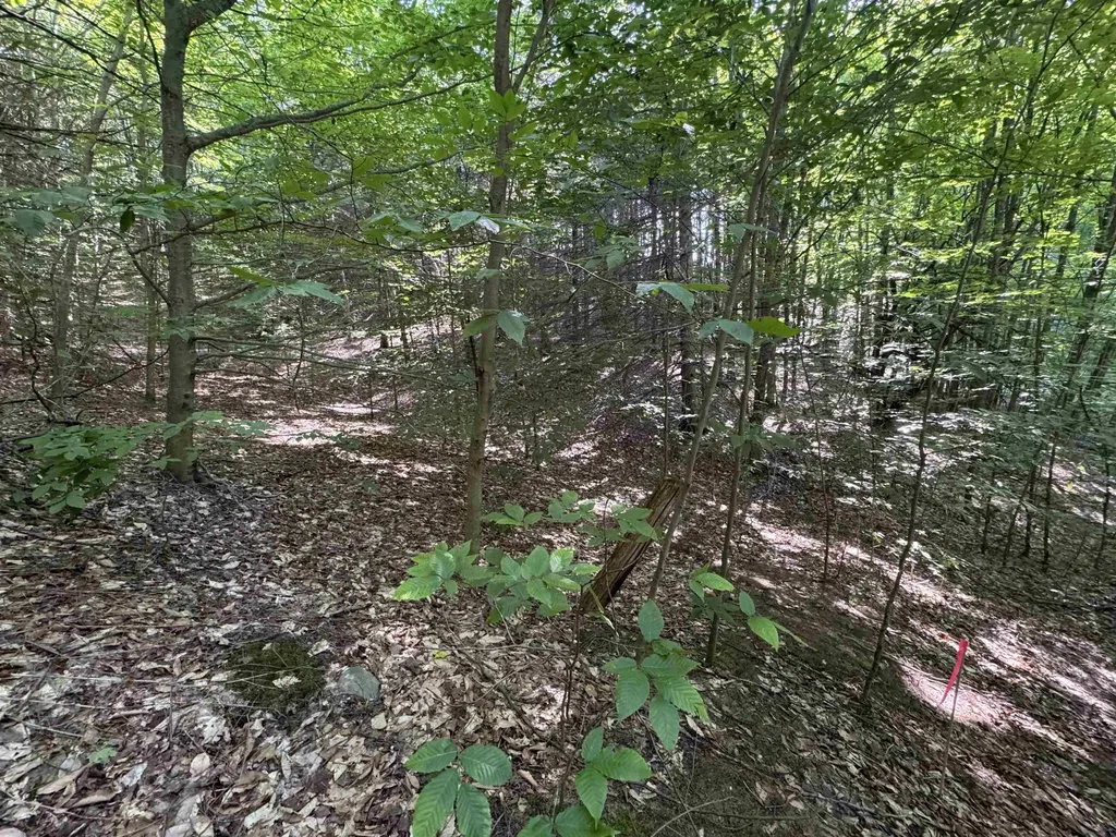 Lot #6 E Bellinger Road Kasson Township MI 49621