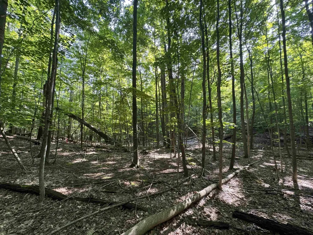 Lot #6 E Bellinger Road Kasson Township MI 49621