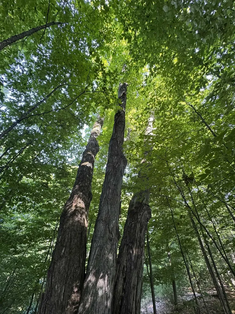 Lot #6 E Bellinger Road Kasson Township MI 49621