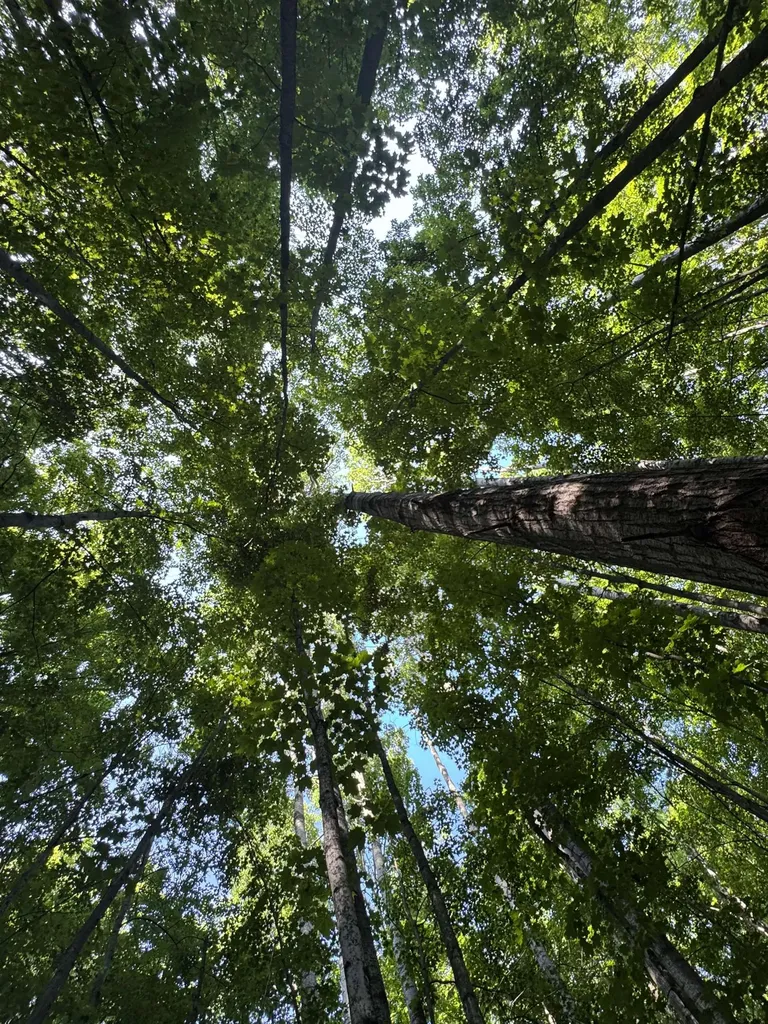 Lot #6 E Bellinger Road Kasson Township MI 49621