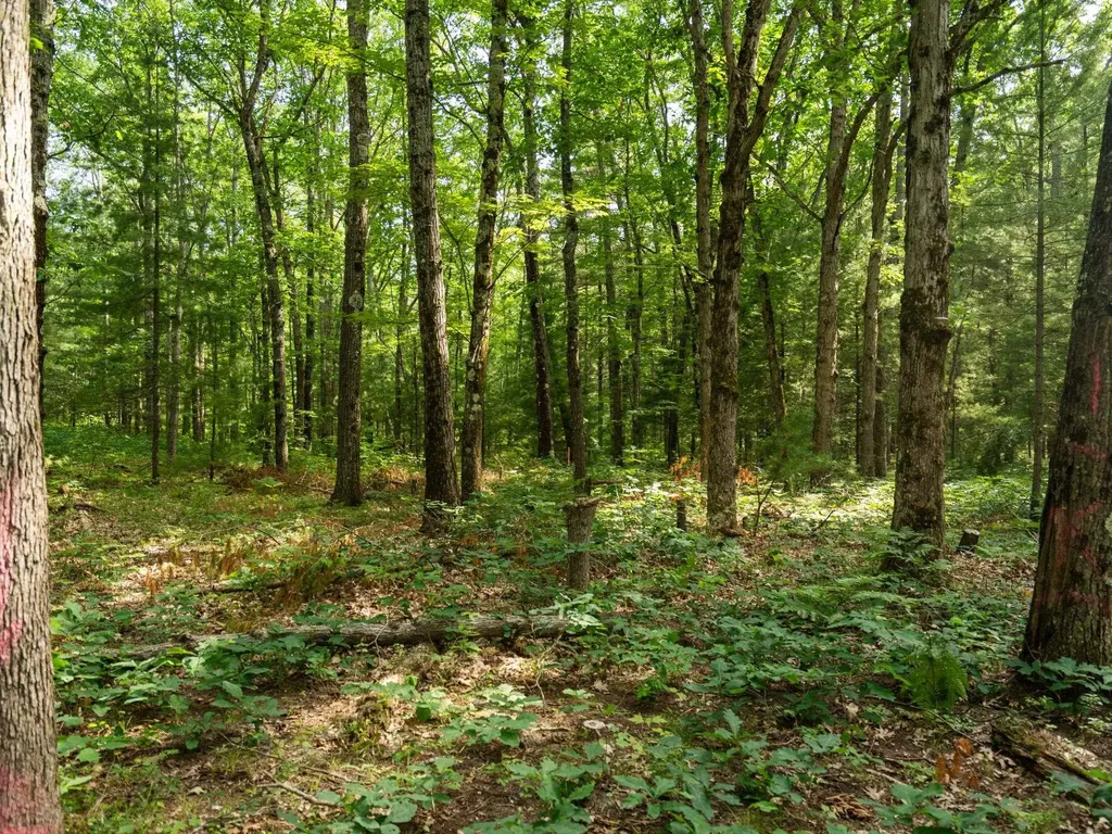 Lots 137 & 138 Tabor Avenue Grant Township MI 49643