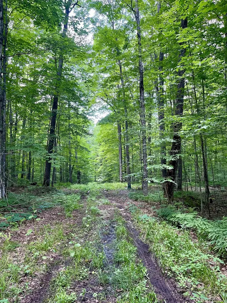Brier Patch Lane Custer Township MI 49659
