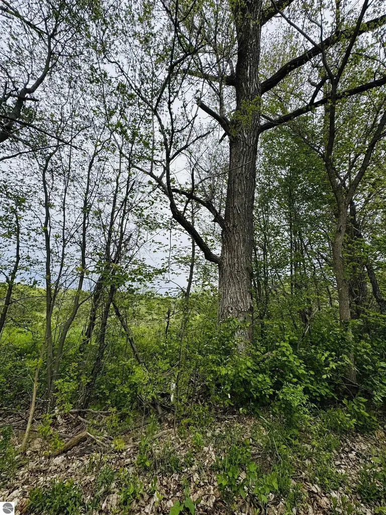 Packingham Road Caldwell Township MI 49663