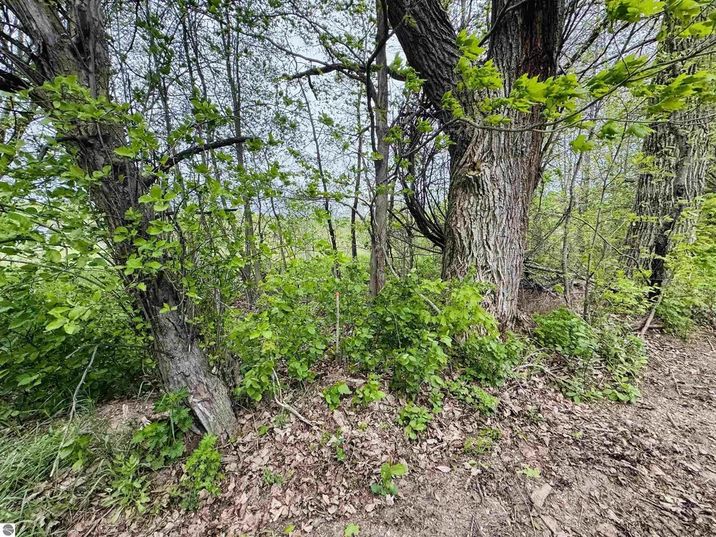 Packingham Road Caldwell Township MI 49663