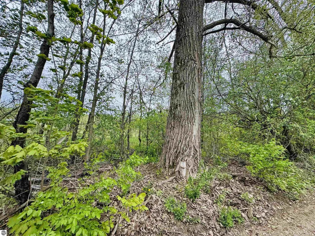 Packingham Road Caldwell Township MI 49663