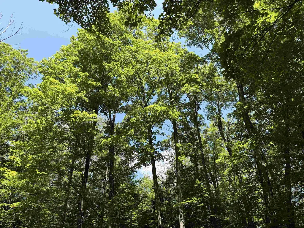 5333 SE Wintergreen Trail Excelsior Township MI 49646