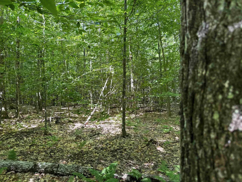 5333 SE Wintergreen Trail Excelsior Township MI 49646