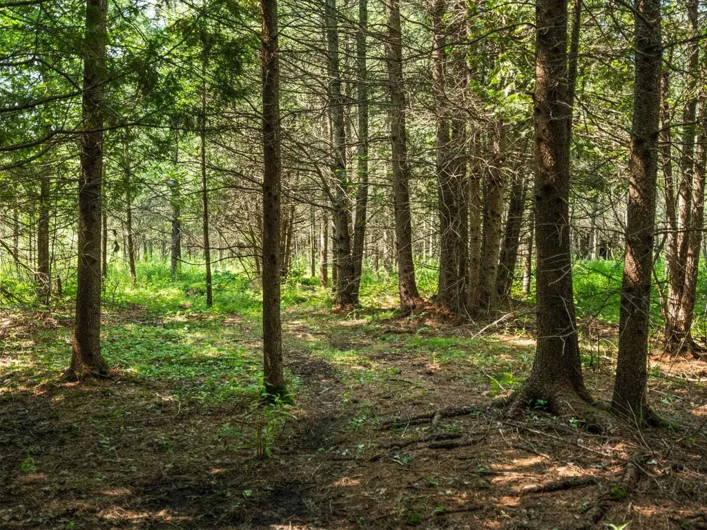 Parcels A & B Schuss Mountain Road Custer Township MI 49659
