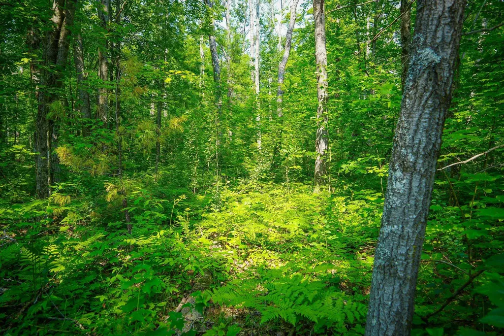 251 Northwood Drive Elmira Township MI 49730