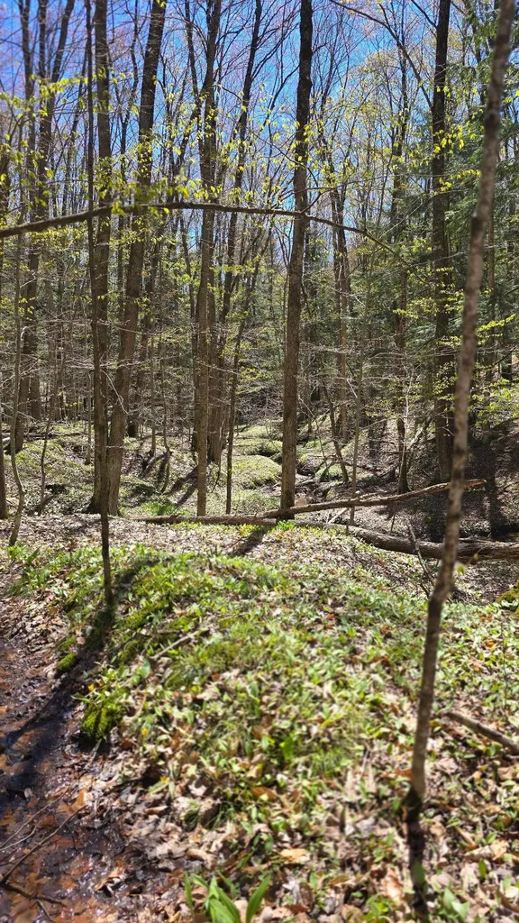 Vl Brookwood Drive Jordan Township MI 49727