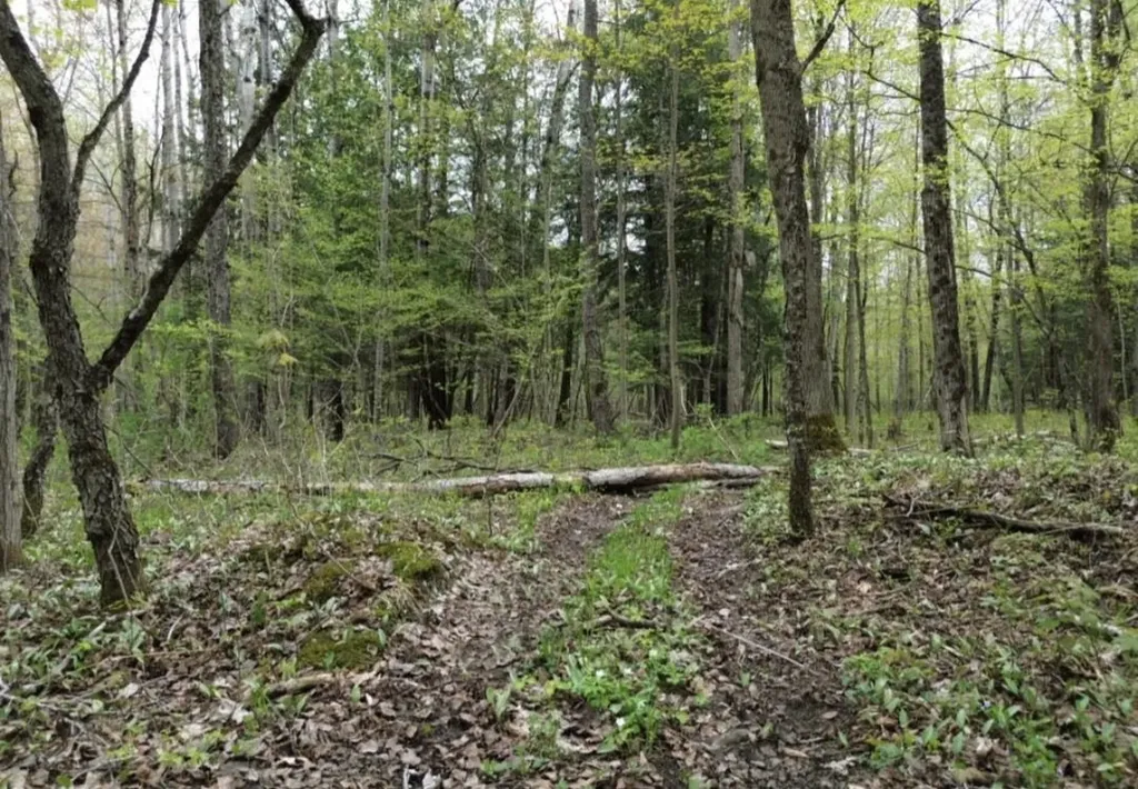 Vl Brookwood Drive Jordan Township MI 49727