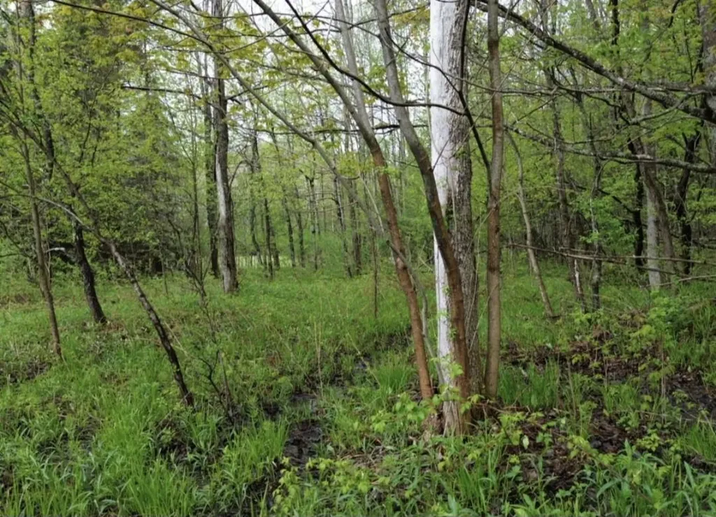 Vl Brookwood Drive Jordan Township MI 49727