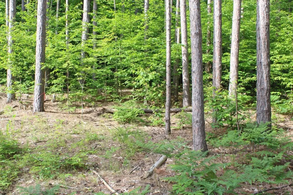 2750 NE Apple Creek Road Kalkaska Township MI 49646