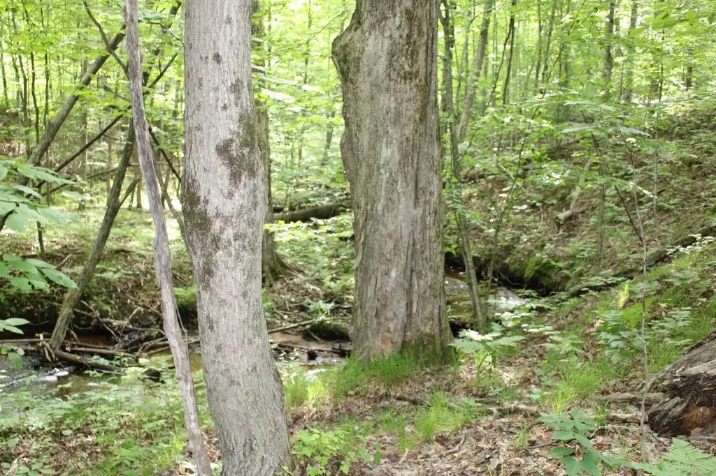 2750 NE Apple Creek Road Kalkaska Township MI 49646