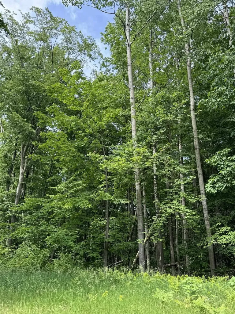 Knoll One Drive Rose Lake Township MI 49655