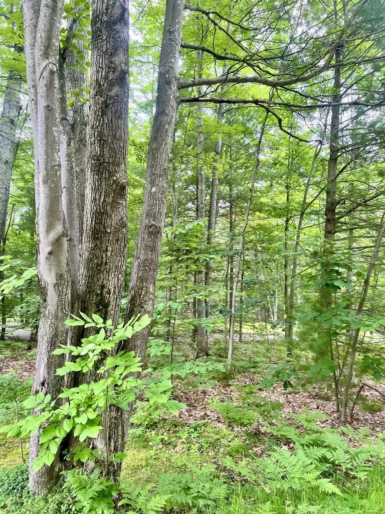 151 Dubonnet Trail Green Lake Township MI 49643