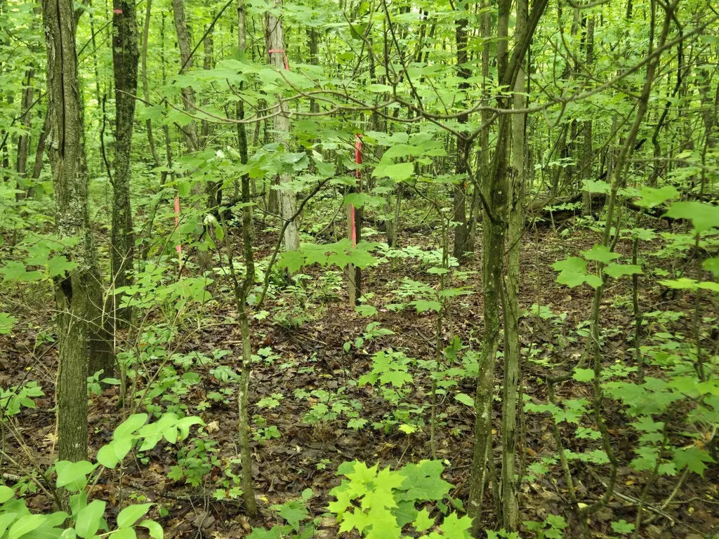 Parcels 1 & 2 Maple Homestead Township MI 49616