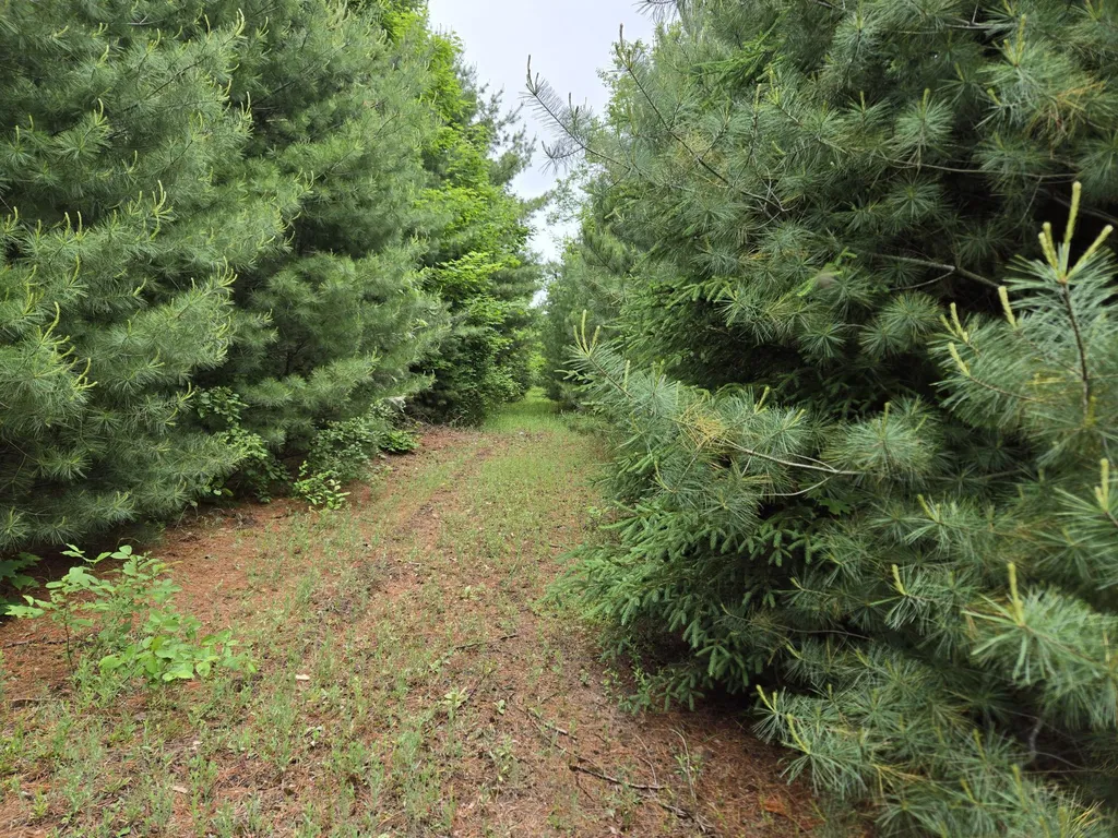 Parcels 1 & 2 Maple Homestead Township MI 49616