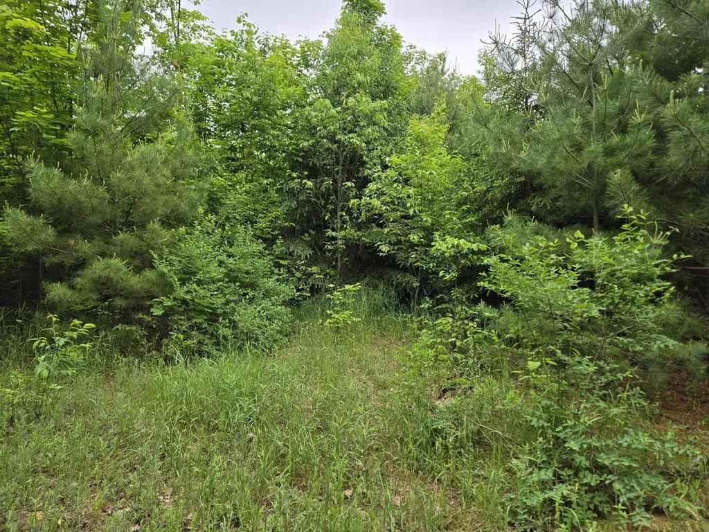 Parcels 1 & 2 Maple Homestead Township MI 49616