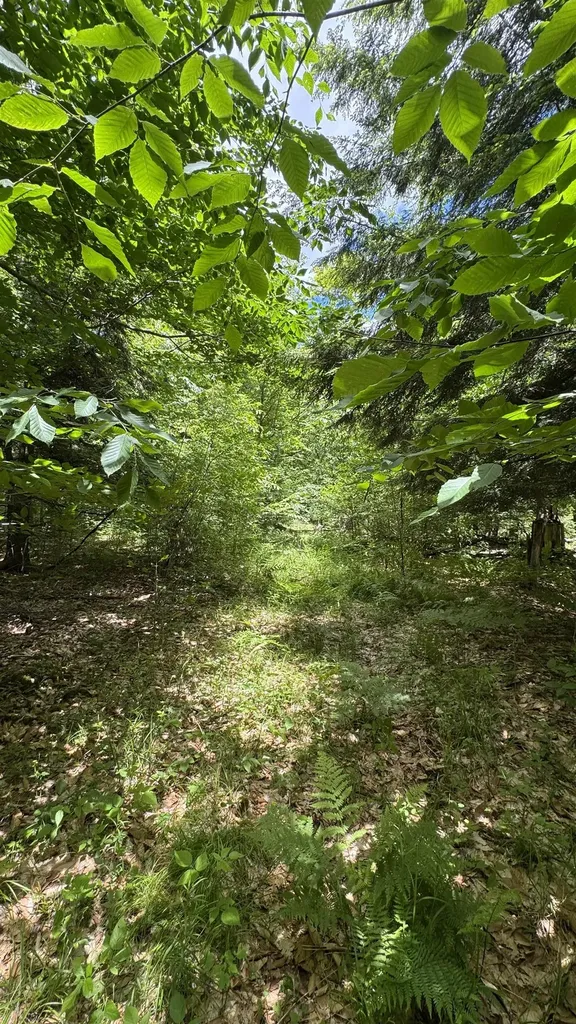 00 V/l S 35 Road Selma Township MI 49601