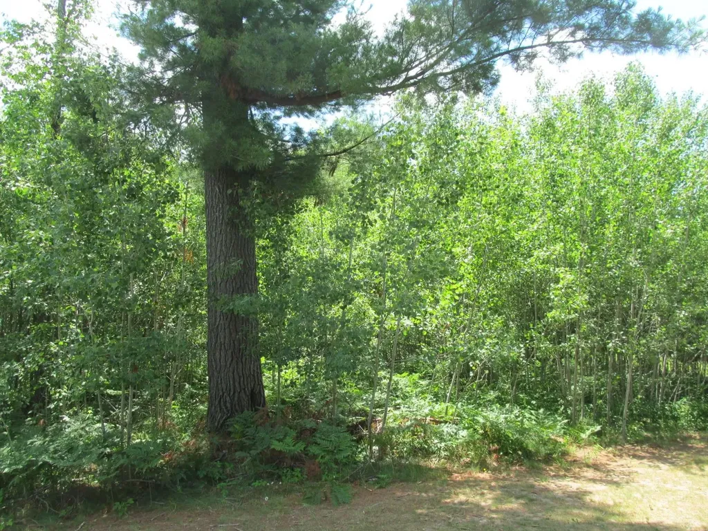 Lot 63 White Pine Drive Cherry Grove Township MI 49601