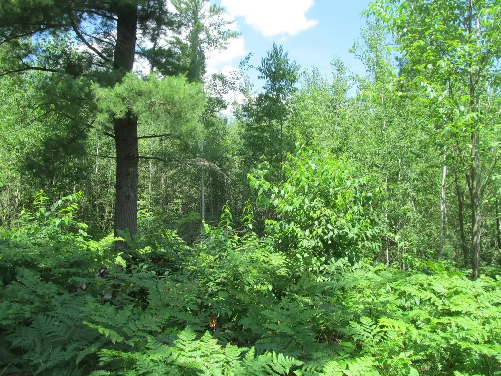 Lot 63 White Pine Drive Cherry Grove Township MI 49601