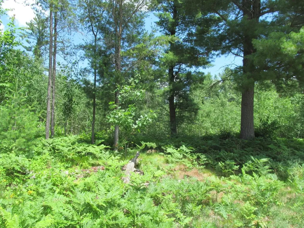 Lot 63 White Pine Drive Cherry Grove Township MI 49601