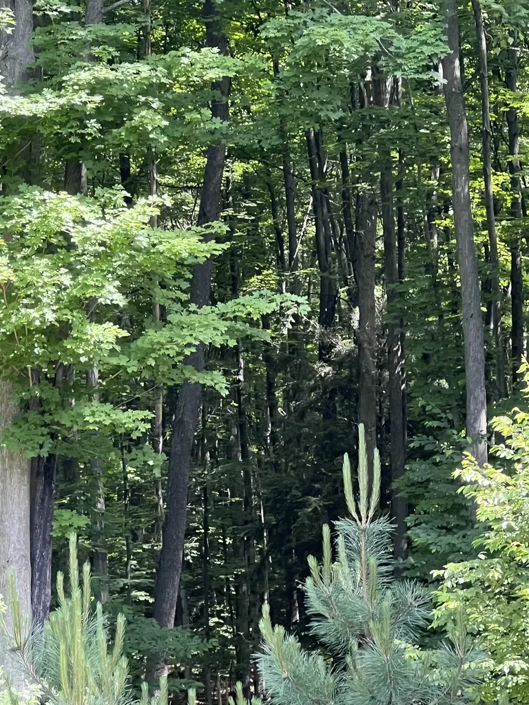 Parcel H O'dell Road Whitewater Township MI 49690